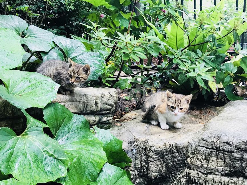 고양이,반려동물,귀여운고양이,새끼고양이,공원