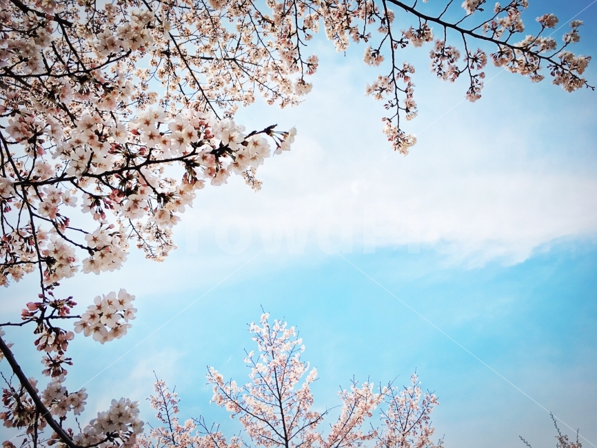 봄,벚꽃,꽃잎,벛꽃엔딩,하늘,봄,계절,spring,season,식물,자연,plants,nature,꽃,flower,plant,cherry blossom,blossom