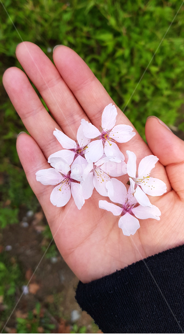 꽃,손,벚꽃,봄,힐링,손바닥