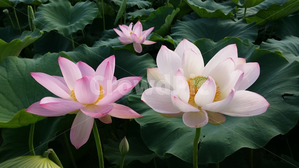 꽃,연꽃,관곡지,불교,여름,식물,자연,plants,nature,꽃,flower