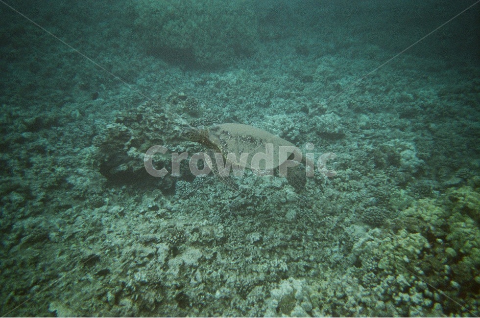 바다,거북이,자연,필름카메라,아쿠아리움,스노쿨링,동물,animal,파충류,양서류,reptile,amphibian