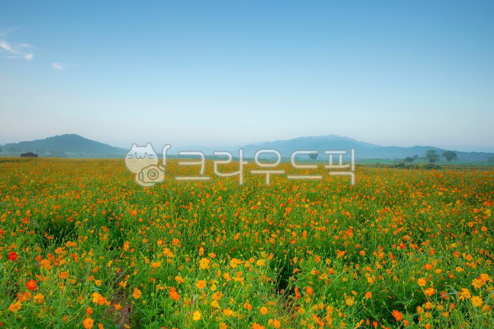 blue sky,field,Gyeongju city,nature,morning scenery,summer morning,yellow cosmos,Huanglong Temple Site