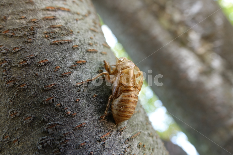 그늘,매미,숲,번데기,여름,탈피,동물,animal,곤충,벌레,insect,bug