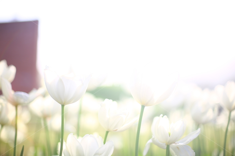 봄,꽃,튤립,연지공원,햇살,꽃말,봄,계절,spring,season,식물,자연,plants,nature,꽃,flower,휴식,힐링,rest,relaxation,healing,plant