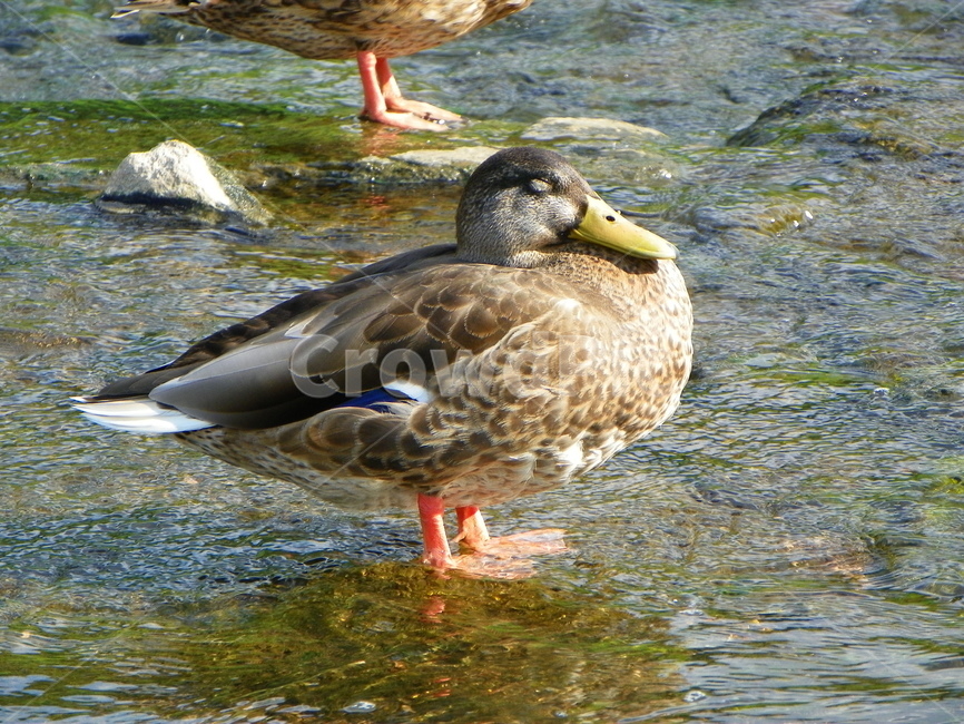 오리,조류,동물,부리,날개,깃털,duck,잠