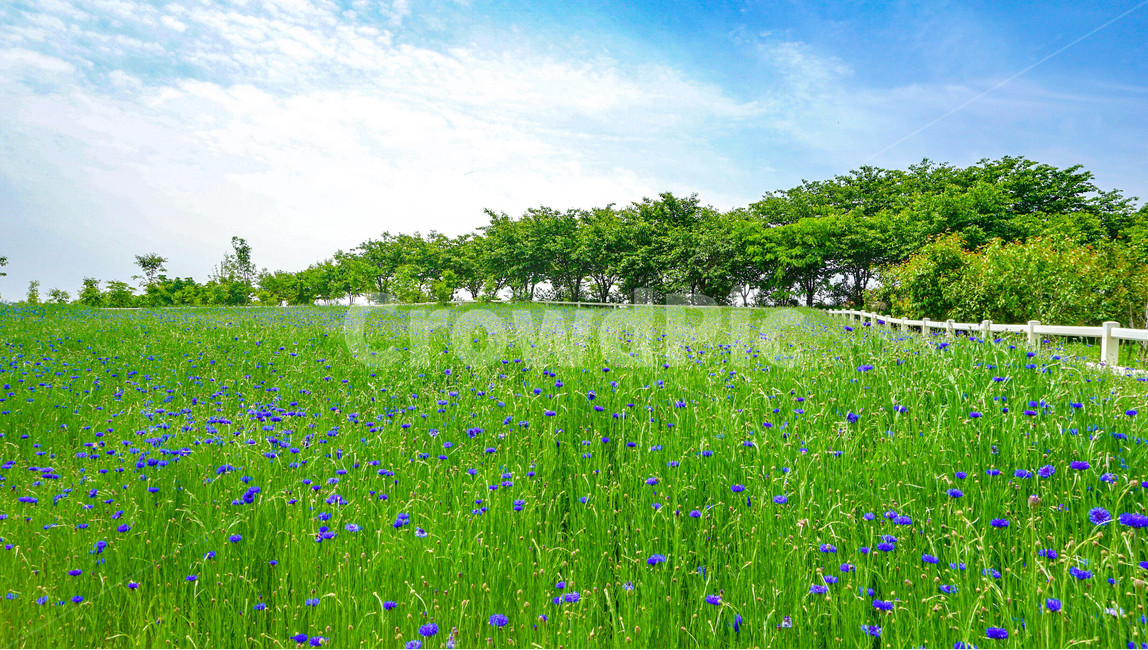 수레국화,목장,초여름,풍경,꽃,자연,풍경,nature,landscape,식물,plants,꽃,flower,grassland,목초지,outdoors,옥외,field,들,farm,농장,rural,농촌
