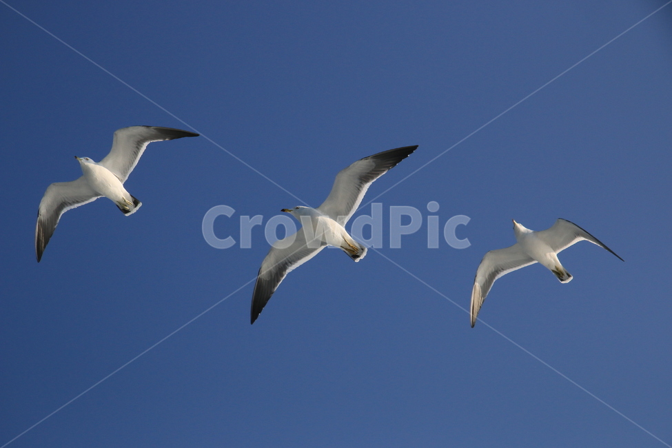 갈매기,새,조류,날개,비행,동물,animal,조류,새,birds