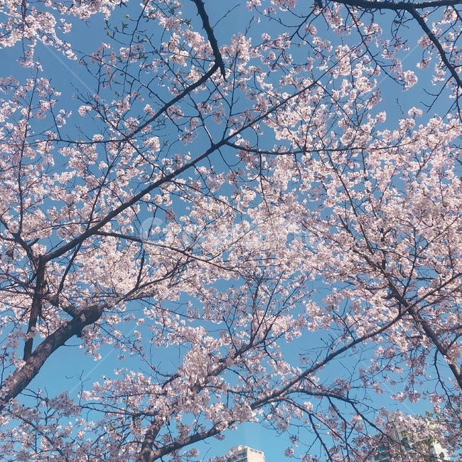 꽃,벚꽃,봄,계절,하늘
