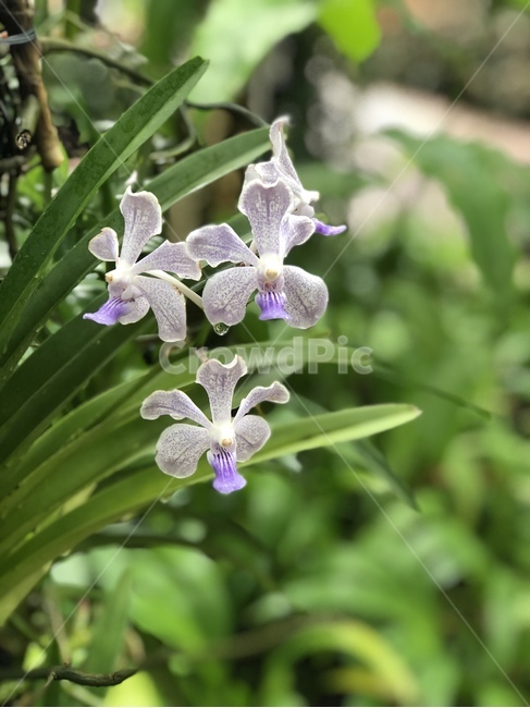꽃,접사,화초,식물,orchid,난초,비온후,정원