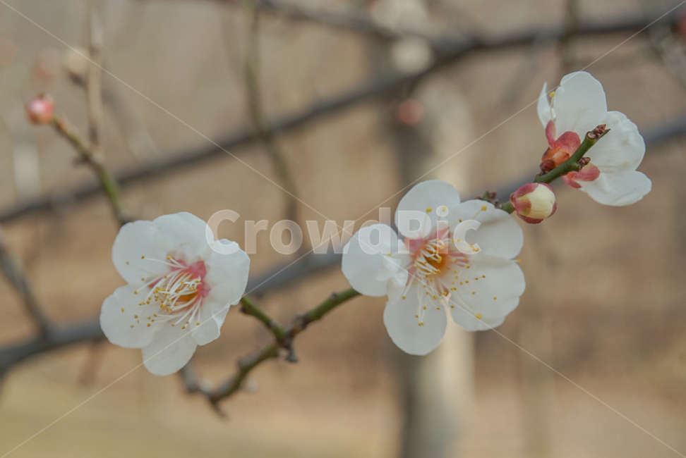 매화,매실나무,봄꽃,식물,꽃,flower,흰색,봄,계절,spring,season,식물,자연,plants,nature,꽃,flower,plant,blossom