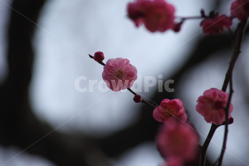 매화,꽃,식물,japaneseapricot,Prunusmume,봄꽃,봄,식물,자연,plants,nature,꽃,flower