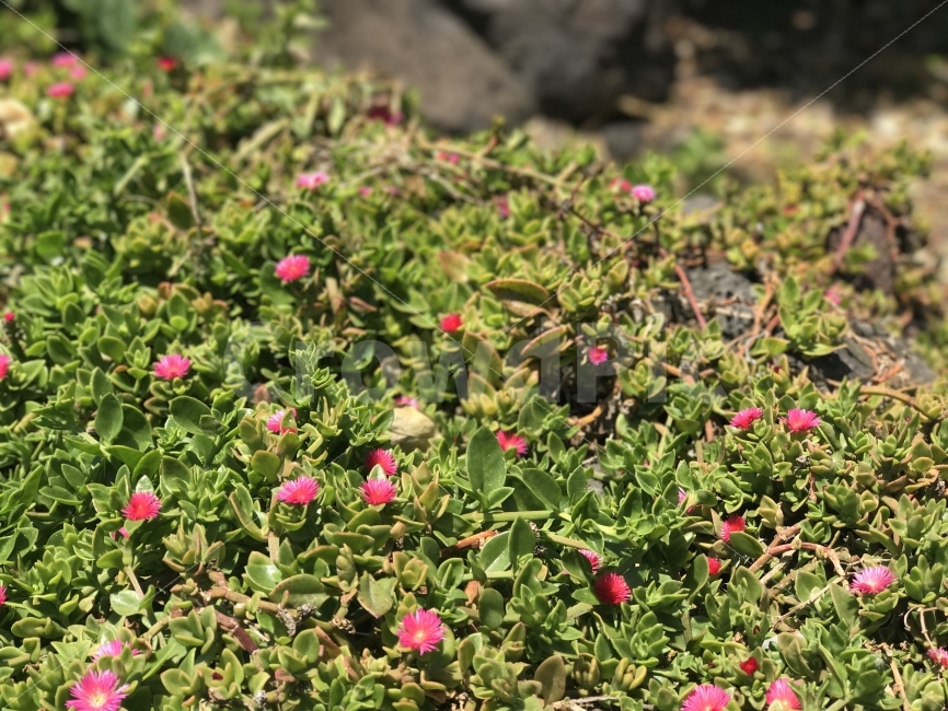 제주도,자연,무보정,꽃밭,들판,식물,자연,plants,nature,꽃,flower