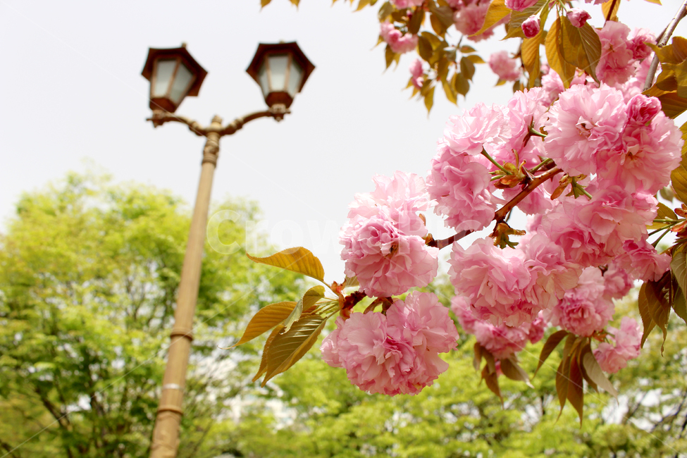 벚꽃,봄,겹벚꽃,자연,꽃,감성,spring,flower,nature,cherryblossom