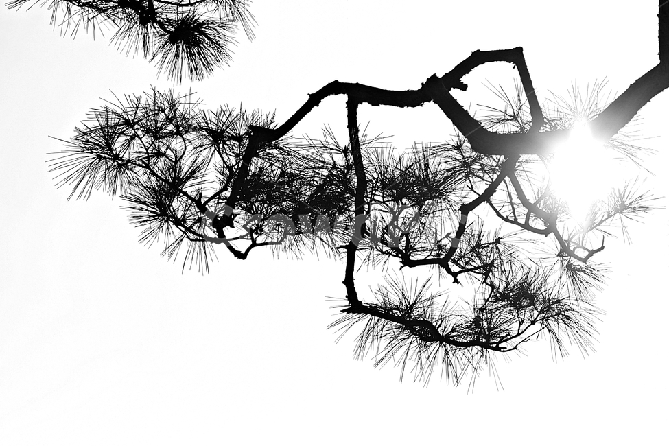 소나무,솔잎,빛,하늘,자연,배경,식물,자연,plants,nature,실루엣,그림자,silhouette,shadow