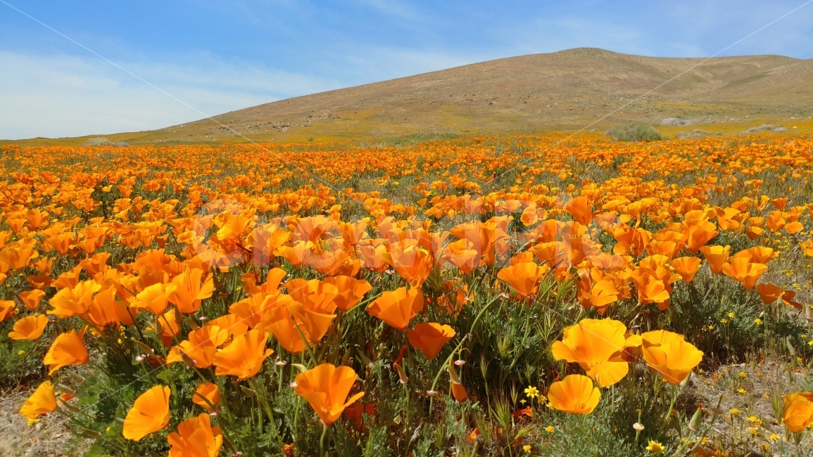 springprairie,USA,gold movie,spring garden,flower garden,southernCalifornia,Antelope Valley,Southern California,wildflower,wildflowers,AntelopeValley,california,Californiapoppy