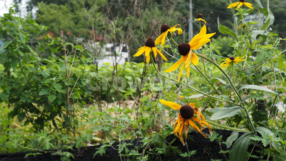 야생화,꽃,그린,wildflower,flower