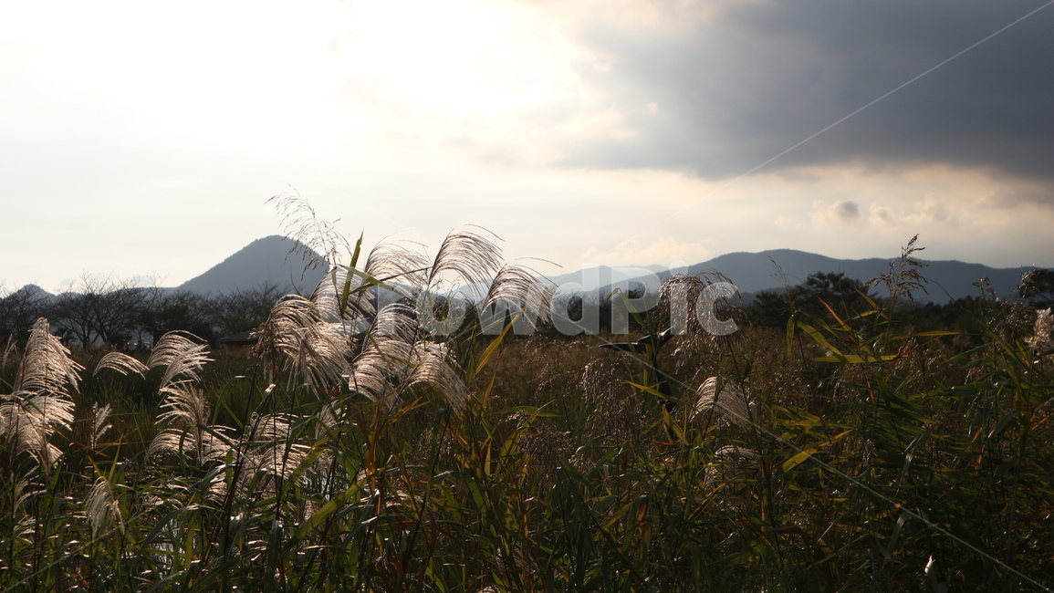 갈대,가을,풍경,석양,잔디,grass,plant,reed,lawn,계절,가을,계절,fall,autumn,season,식물
