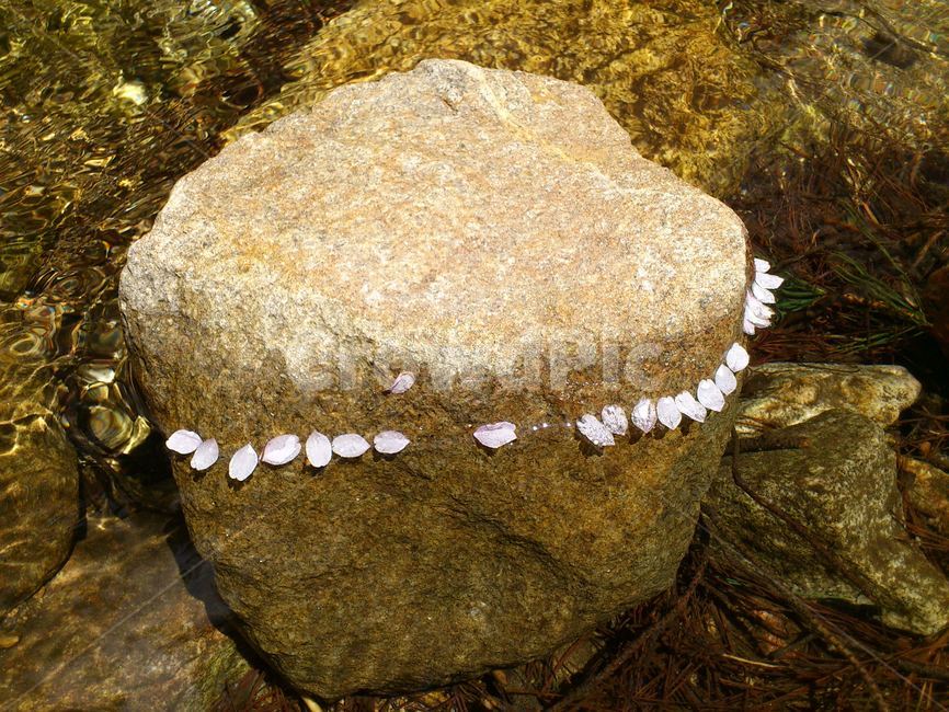 계곡,용두산,산,돌,꽃,자연,풍경,nature,landscape,fungus,진균류