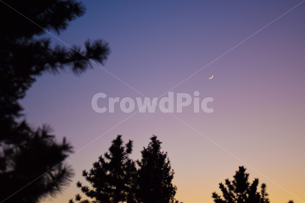 달,초승달,노을,감성,풍경,나무,야경,밤,풍경,nightscape,night,landscape,plant,식물,tree,fir,전나무,nature,자연