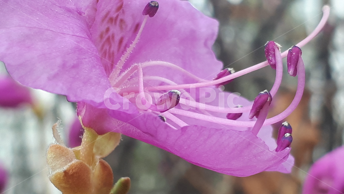 plant,식물,blossom,꽃,flower,진달래,azalea,두견화,식물,자연,plants,nature,꽃,flower