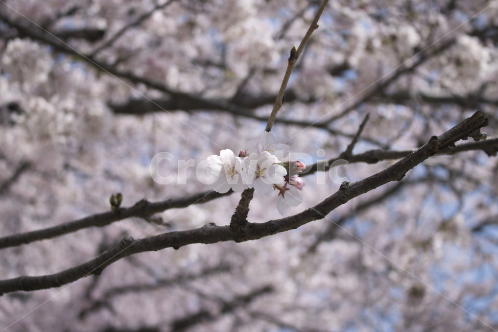 벚꽃,봄,꽃,꽃나무,꽃잎,분홍색,꽃놀이,꽃구경,봄,계절,spring,season,식물,자연,plants,nature,꽃,flower,나무,trees,wood,plant,blossom