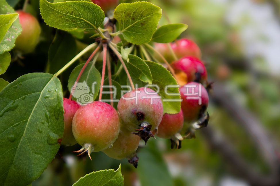 nativeapple,apple,flowerapple,fruit,ornamental,appletree,cultivation,orchard,malussylvestris