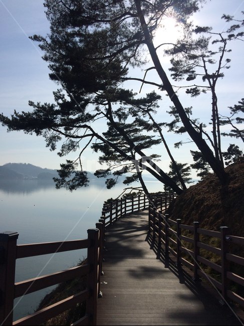 산책로,예당저수지,소나무길,노송,산책,길