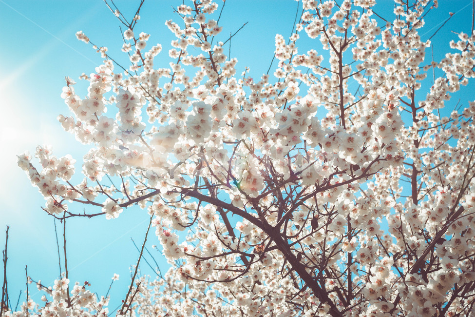 벚꽃,매화,봄,flower,감성,cherryblossom,식물,꽃,봄,계절,spring,season,식물,자연,plants,nature,꽃,flower,plant,blossom,cherry blossom