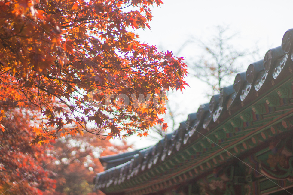 단풍,가을,red,단풍잎,단풍나무,자연,fall,autumn,maple,가을,계절,fall,autumn,season,한국전통,한국문화,korean traditional,korean culture,건축물,건물외관,exterior,building,structure,architecture,construction,leaf,잎,plant,식물,tree,나무