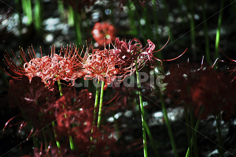 꽃무릇,상사화류,석산,독무릇,산오독,산두초,redspiderlily,가을,빨간꽃,수선화과,식물,꽃꽂이용,화단용,식물,자연,plants,nature,꽃,flower