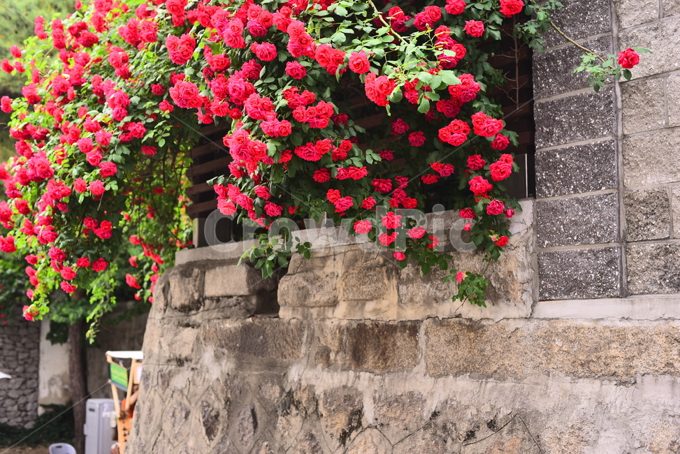 골목풍경,골목길,장미,넝쿨장미,꽃,붉은색,빨강색,레드,red,rose,돌담,5월,시즌,계절,may,5월의장미