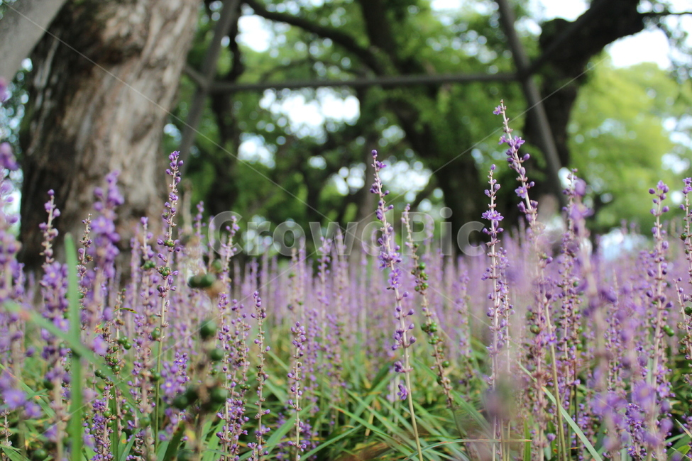 성밖숲,성주,맥문동,보라,꽃,식물,자연,plants,nature,꽃,flower