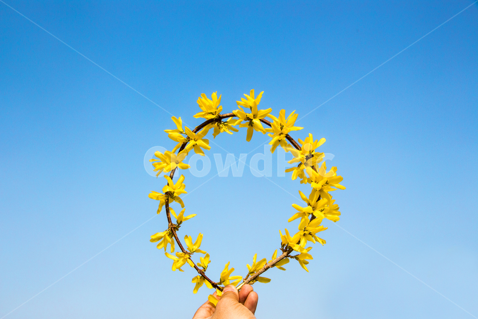 개나리,하늘,핸드모션,손,봄,나들이,배경,계절,꽃,자연,식물,한국,봄,계절,spring,season,꽃,flower