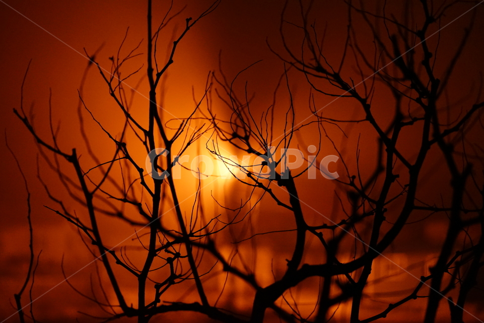 실루엣,나무,나뭇가지,자연,풍경,느낌,감성샷,형태,풍경사진,식물,tree,감성사진,식물,자연,plants,nature,나무,trees,wood,실루엣,그림자,silhouette,shadow