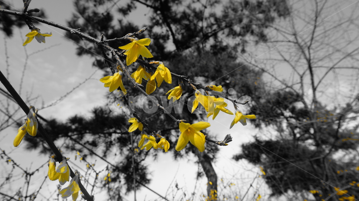 노랑,tree,나무,plant,식물,leaf,잎,개나리,하늘,감성사진,꽃,봄꽃,입춘,식물,자연,plants,nature,꽃,flower