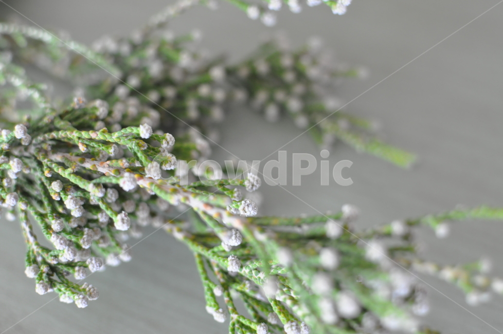 plant,식물,꽃다발,부케부재료,자연,자연배경,미니꽃,감성