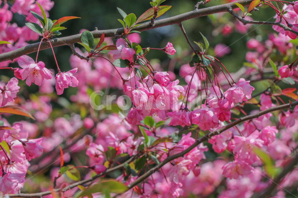 꽃,flower,벚꽃,blossom,plant,식물