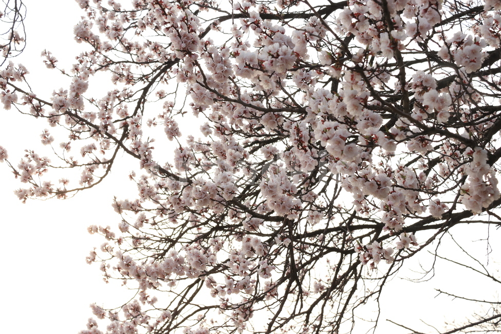 plant,식물,blossom,cherryblossom,벚꽃,flower,꽃,자연,나무,식물,자연,plants,nature,꽃,flower