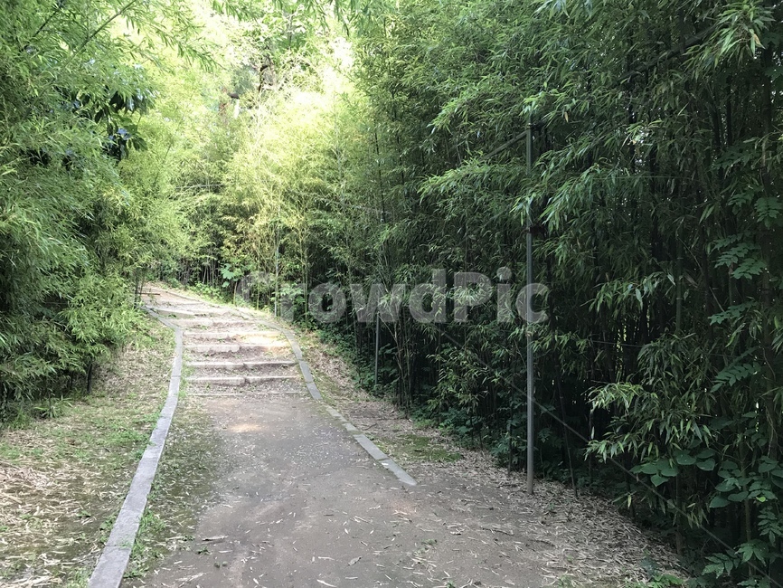 road,도로,흙길,대나무,숲길,대숲,자연,풍경,nature,landscape,gravel,자갈,dirt road