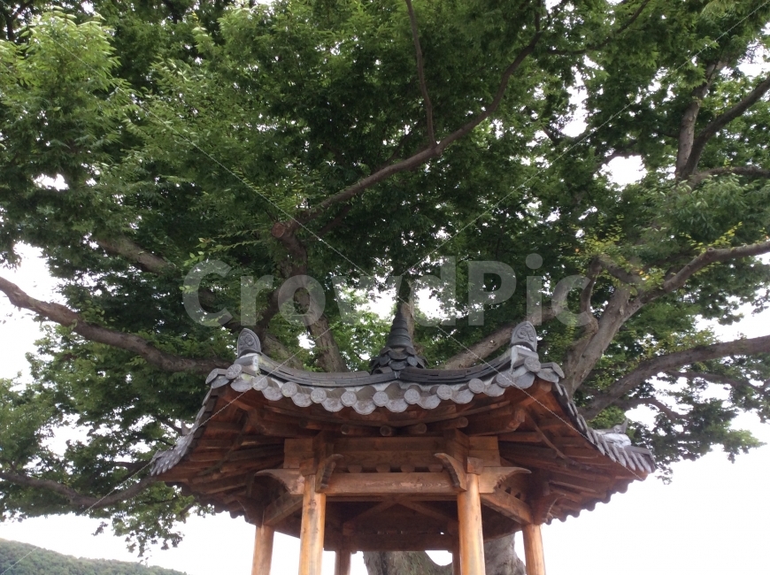 정자,느티나무,자연,풍경,시골,한국전통,한국문화,korean traditional,korean culture