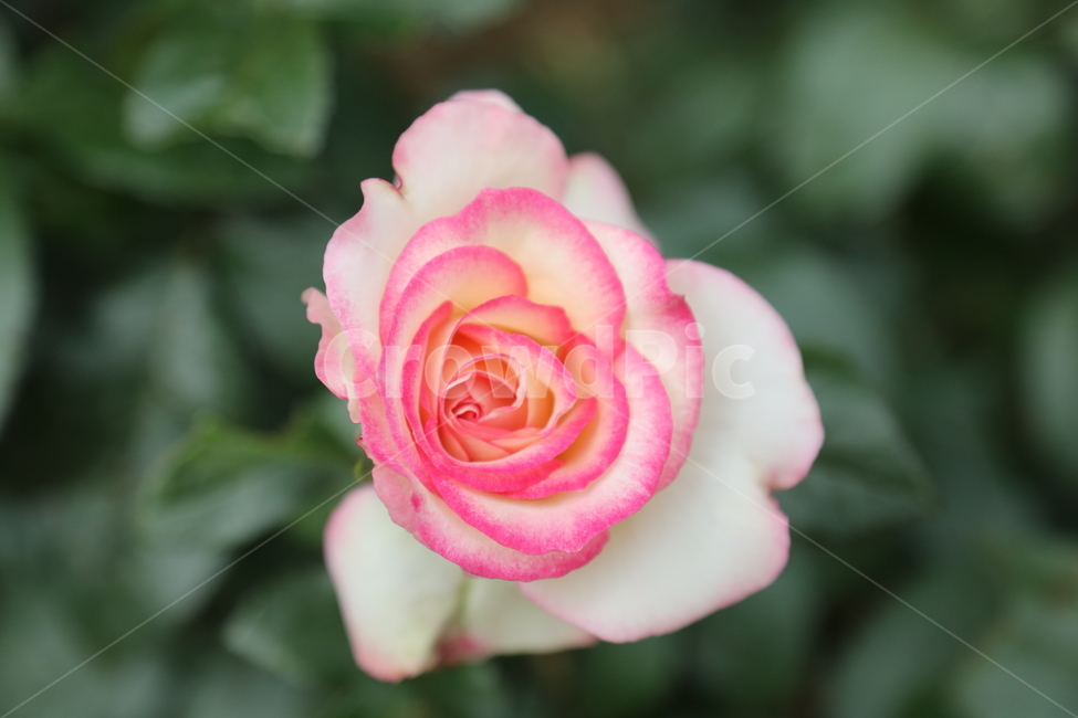 올림픽공원,장미정원,장미,꽃,여름,공원,정원,식물,자연,plants,nature,꽃,flower