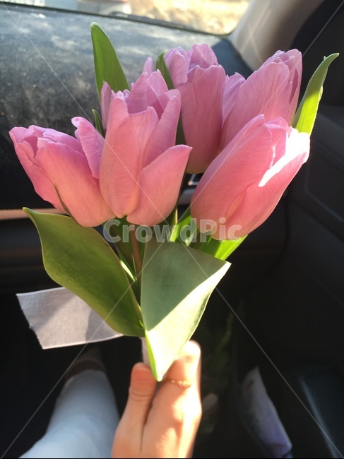 꽃,튤립,튤립부케,부케,꽃다발,식물,tulip,식물,자연,plants,nature,꽃,flower