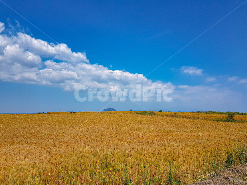 자연,힐링,하늘,보리밭,구름,맑음,nature,제주도,제주,경치,landscape,보리,barley,풍경,scenery,sunny,봄,spring,휴식,rest,healing,sky,cloud,푸른,blue,jeju,산방산,자연,풍경,nature,landscape,field,들,outdoors,옥외,grassland,목초지