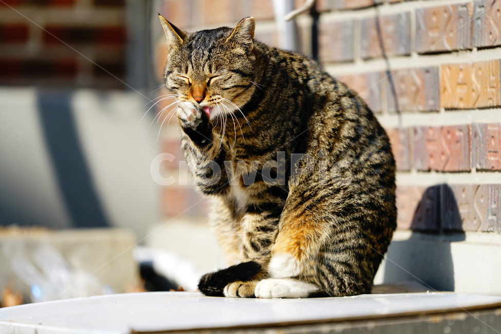 rest,bother,lazy person,Meow,wash face,pig cat,wild animals,sunbath,healing,Pets,stray cat,wanderer,cat,abandoned cat,tranquility,fat cat,pet,spare