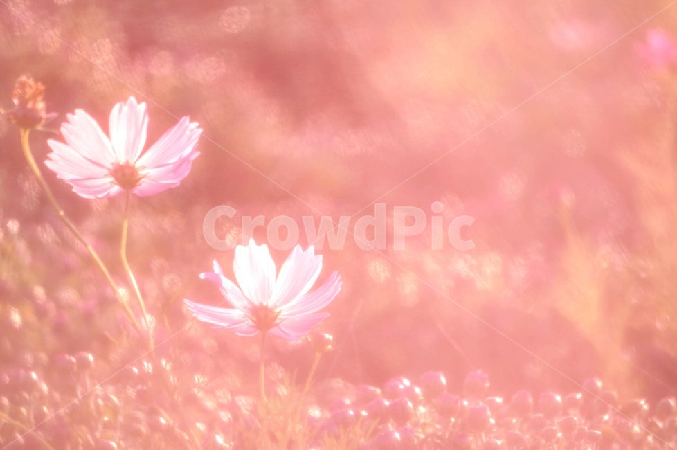 가을,코스모스,핑크뮬리,억새풀,감성,plant,식물,daisy,데이지,daisies,flower,꽃,blossom