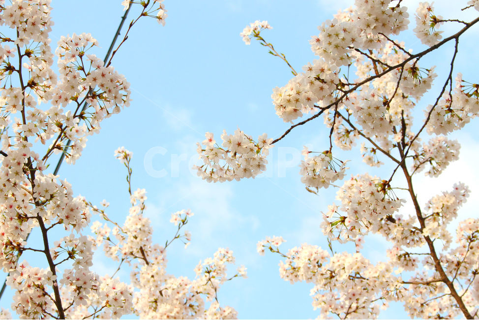 봄,감성사진,일상,풍경,꽃,벚꽃,풍경사진,하늘,cherryblossom,daily,sky,flower,spring,봄,계절,spring,season,식물,자연,plants,nature,꽃,flower,plant,blossom,cherry blossom