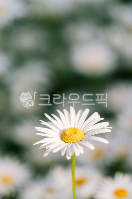 샤스타데이지,데이지,꽃,꽃잎,계란꽃,flower,petal,daisy