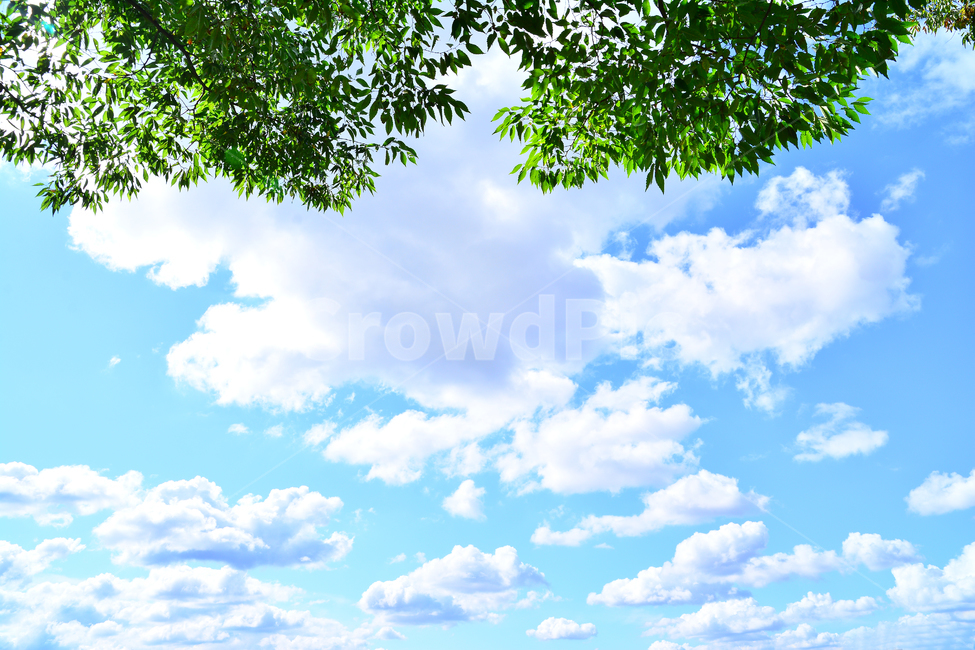 하늘,구름,나뭇잎,배경,바탕화면,백그라운드,신록,6월,식물,나무,풍경,sky,cloud,leaves,plant,background,청명,해맑은,화창한,맑은날,파란하늘,그린,녹색,블루,뭉게구름,자연,clean,세로사진,대기,공기,날씨,환경,자연,풍경,nature,landscape,azure sky,푸른 하늘,outdoors,옥외