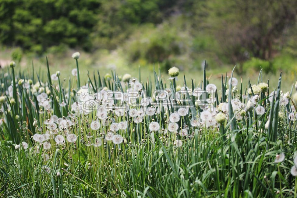 nature,dandelion,flower,flowerseed,plant,flower seeds,garden