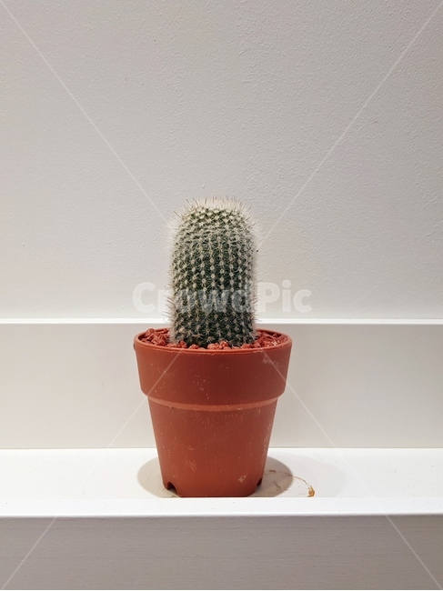 plant,식물,선인장,화분,가시,cactus